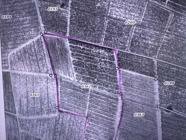 Vignes brouilly