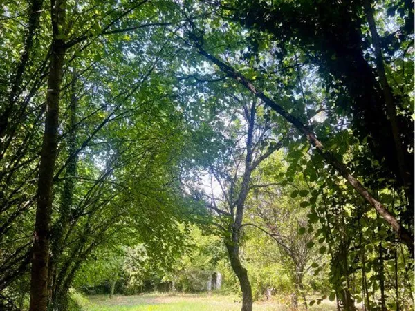 🌿 Jardin avec arbres fruitiers et cabanon