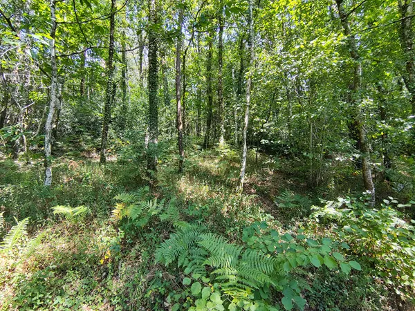 Terrain boisé - Pluherlin - au coeur de la campagne - 2260 m2