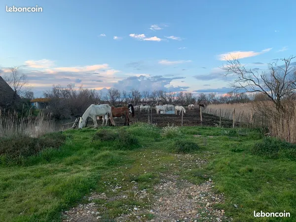 Terrain nu parc pour chevaux