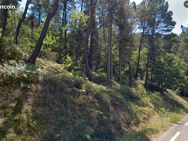 Terrain avec châtaigniers