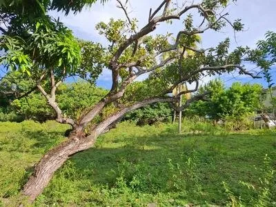SCHOELCHER BEAU TERRAIN PLAT 800m² DANS CADRE PAYSAGER