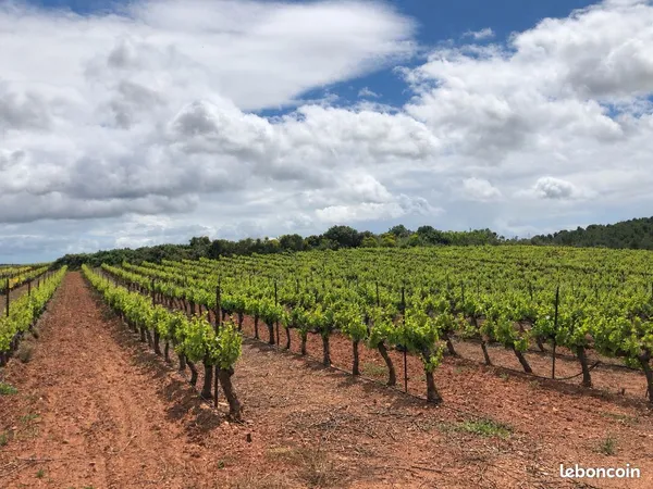 Vignes a vendre