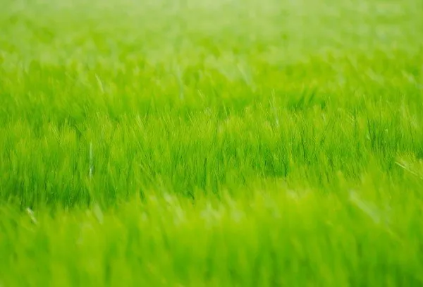 TERRAIN à Bâtir