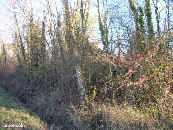 TERRAIN BOISÉ / AGRICOLE / LOISIR 8397 m² PROCHE MONTAUBAN