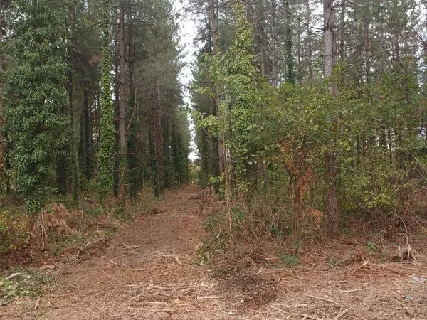 Terrain boisé