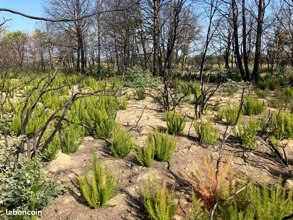 Terrain 5000 m2 agricole