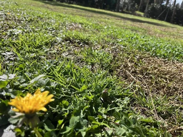Terrain à bâtir Vente Roaillan  675m² 69500€