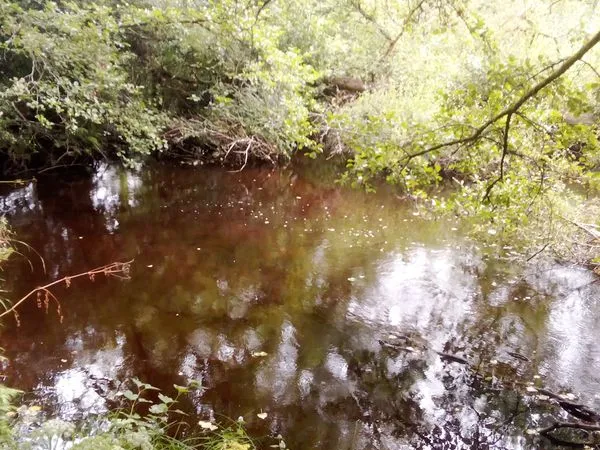 Terrain, forêt avec rivière