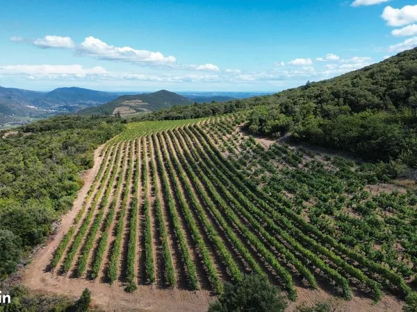 Vignes 4ha commune Roquebrun AOP St Chinian