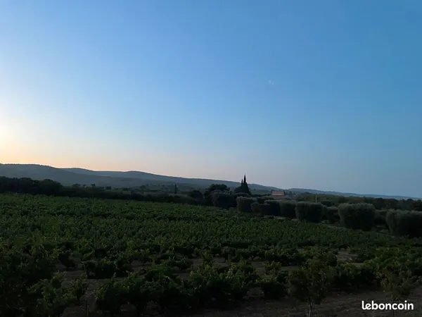 Vend parcelles de vignes avec récolte