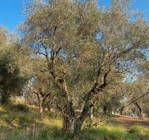 Terrain OPIO
