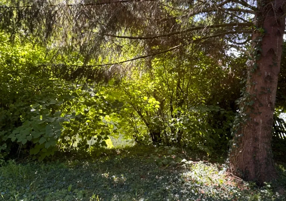 Photo 4