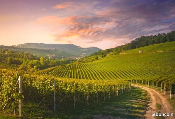 Vente parcelle de vigne AOC SAINT ÉMILION GRAND CRU