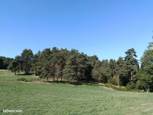 Vente foret de pins