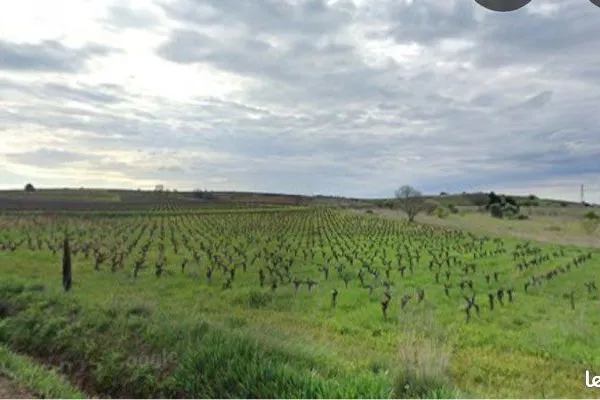Parcelle vigne/terrain de loisir