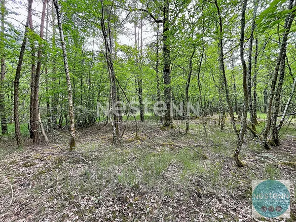 RARE !! - 3 parcelles de bois en Sologne - Fontaine en Sologne - 119 780 m²