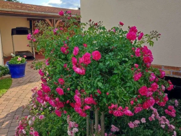 Maison 6 pièces 175 m²