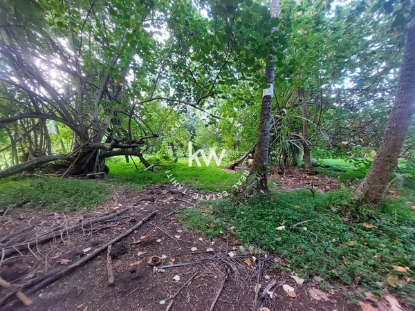 MOOREA - AFAREAITU : terrain plat bord de route