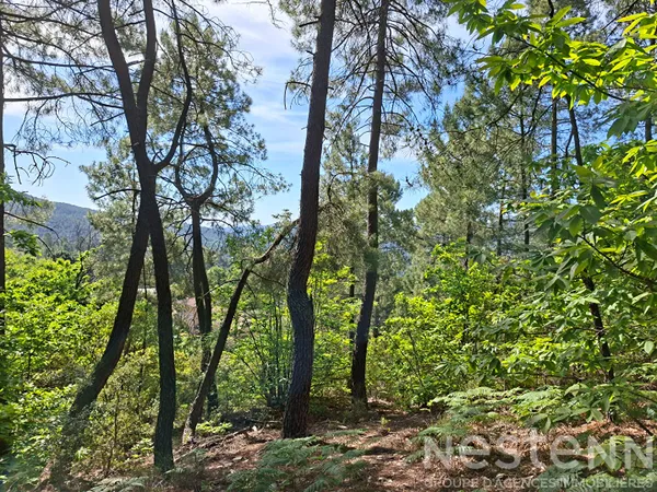 Terrain à vendre de 24 800 m² à Saint Martin de Boubaux - NESTENN Le Collet-de-Dèze