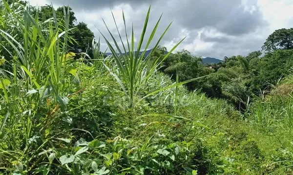 Terrain 5303 m²