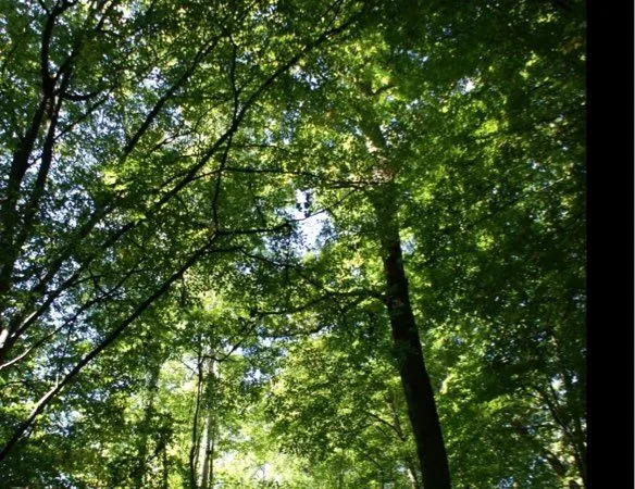 Parcelle forestière