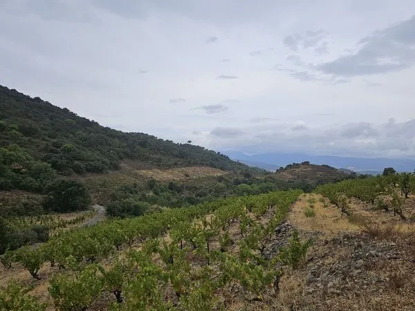 Vente ou fermage vignes