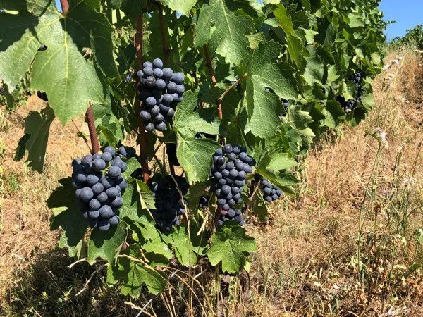 Vignes AOC Fleurie