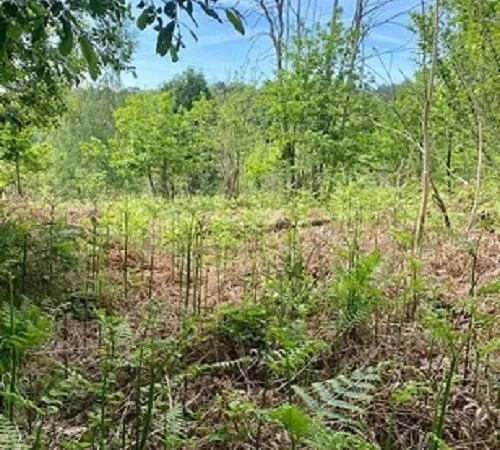 Forêt 1 000 m² Chancelade