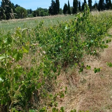 Location parcelle pour chevaux