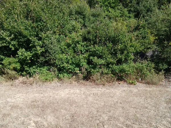 Terrain boisé