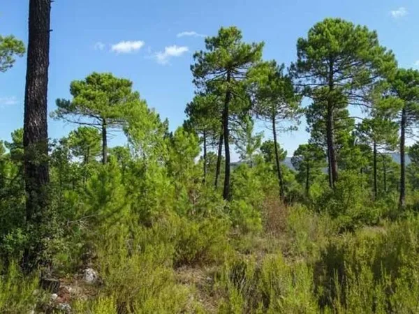Terrain 6100 m²