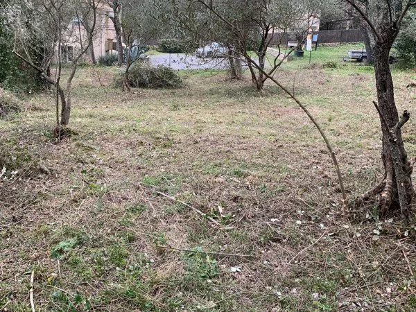 Location olivette, terrain agricole
