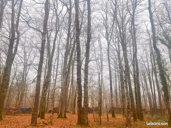 Parcelle de Bois Forêt