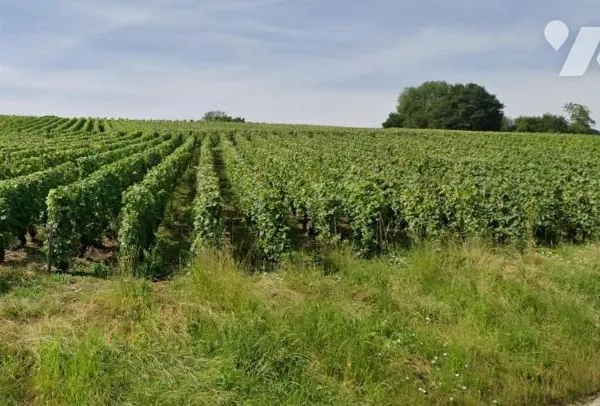 Terrain 4564 m²
