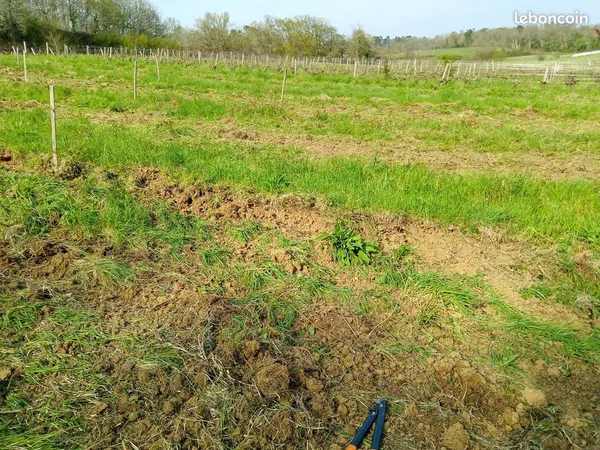 Parcelle agricole avec vignes