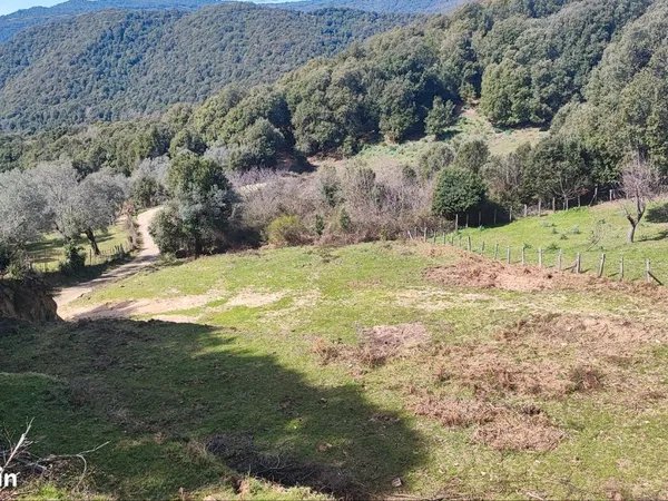 Terrain 2000 m2 Olivese