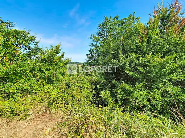 Terrain 3513 m²