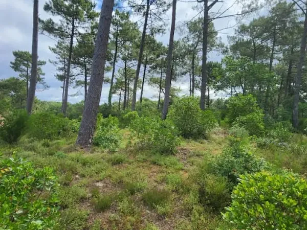 Terrain à bâtir 1232 m²
