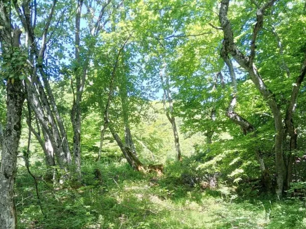 Terrain forêt 11 ha