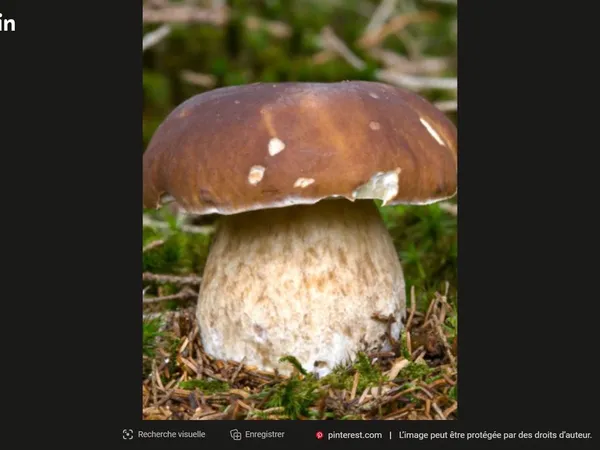Bois feuillus