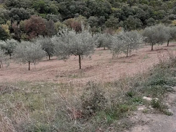 Terrain agricole