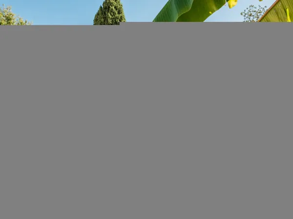 Maison moderne de plain-pied au cadre verdoyant