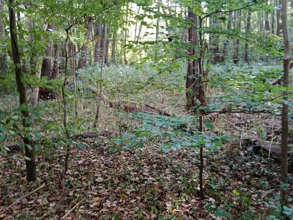 Parcelle boisée Forêt