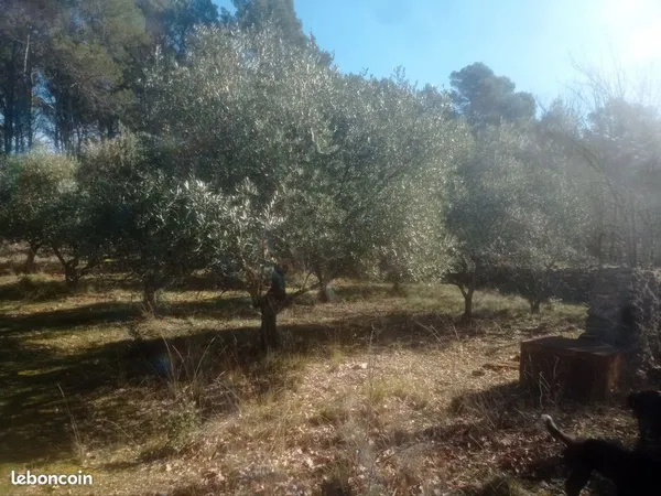 Cabanon avec oliviers