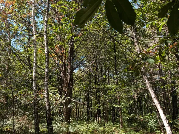 Parcelles boisées 24 405 m² sur la commune de Cournon pour bois de chauffage et bois d'oeuvre