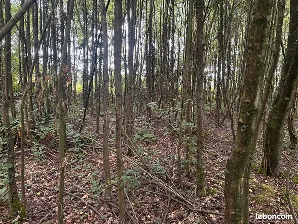Terrain avec bois