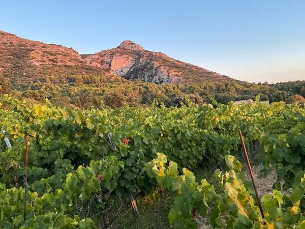 Terres agricoles - Vignes