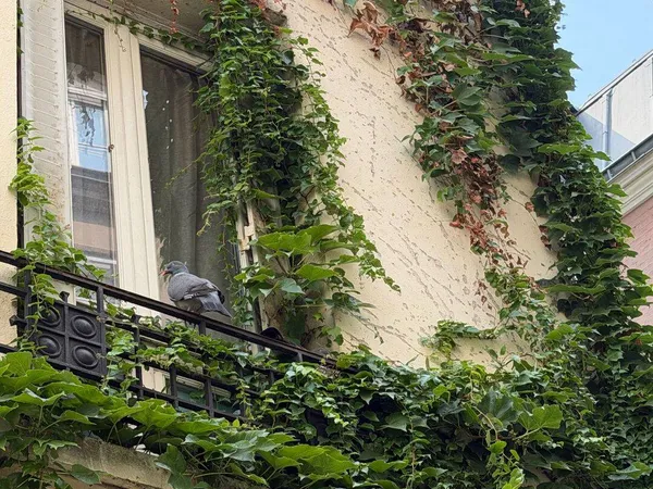 Studette 1 pièce 12 m²