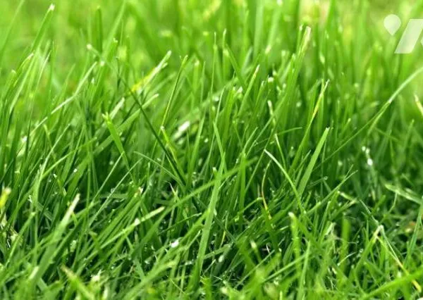 Terrain 700 m²